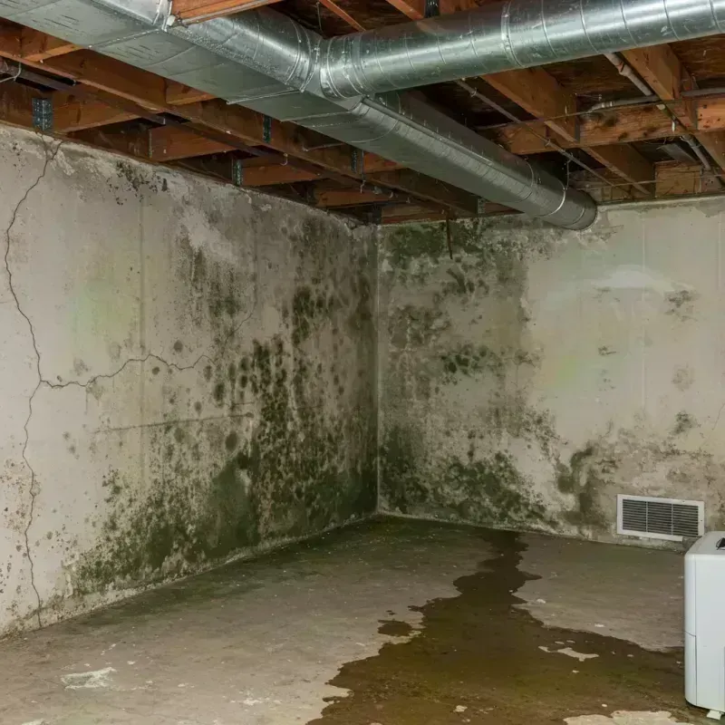 Professional Mold Removal in Concord, MO